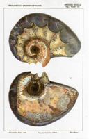 Ammonite. This illustration was prepared for the British Columbia Paleontological Alliance.