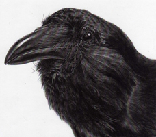 Northwestern Crow. 
This is a carbon dust drawing made from a taxidermied mount.