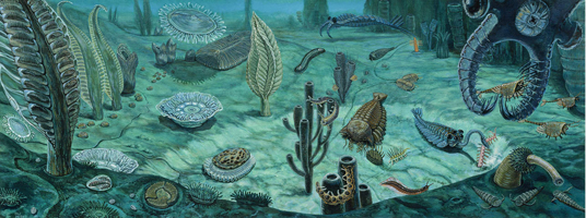 Ediacara / Burgess Shale - Pre to Middle Cambrian
This illustration shows, on the left, the Ediacaran fauna,
mostly sessile and filter feeding, contrasting with the
explosion of Mid Cambrian Burgess Shale life forms on
the right, like Anonmalocaris, Hallucigenia, and Pikaia,
with their novel body plans, armor and anatomical
inventions enabling predation.