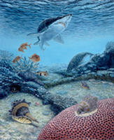Eocene.
The Eocene gastropods Melongea, Cassis, and Pterynotus
shared the near shore habitat with sharks, dugongs and Squirrel Fish.