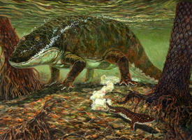 Eryops - Late Carboniferous to Early Permian. At 2 m long, this amphibious tetrapod was one of the top predators
in its environment.