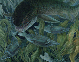 Porolepis and Pteraspis - Early Devonian
Porolepis was one of the largest Early Devonian
marine predators, reaching lengths of 1.5 m.